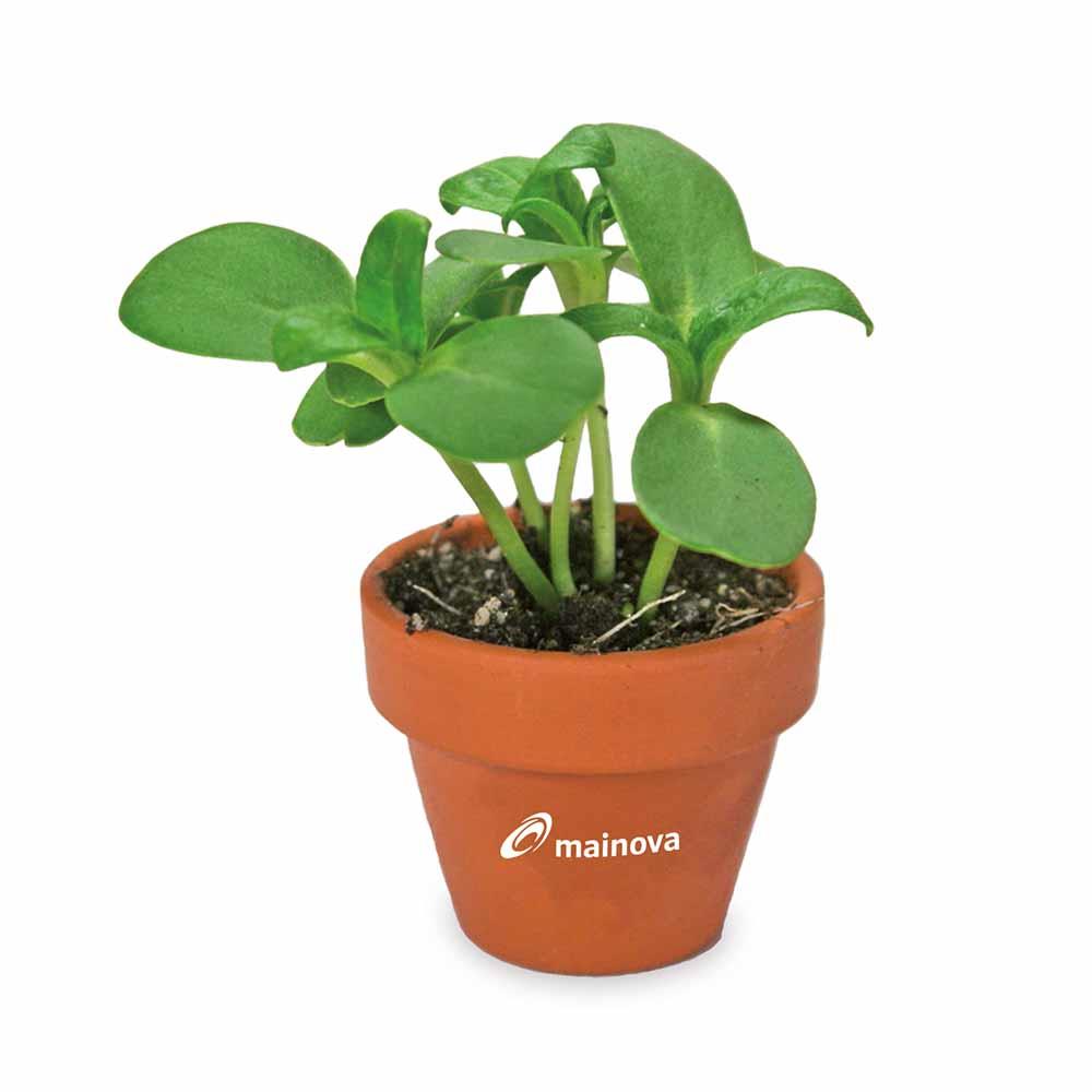Tontöpfchen-Blume mit Samen - Ostern - Gewürzpaprika inkl. Tampondruck